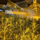Un de les plantacions que els Mossos investiguen.