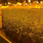 Una plantació de marihuna desmantellada pels Mossos en el marc d'aquesta investigació.