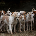 Imagen de varios perros.