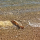 Imatge de la bala de morter localitzada a la platja de la Móra.