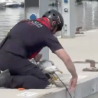 Moment del rescat de la gavina al port de Torredembarra.