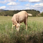 Una cabra pasturant per una finca de Solivella.