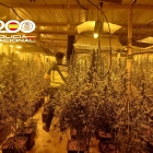 Imatge de la plantació de la nau de Constantí.