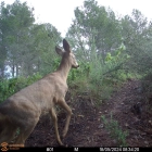 Imatge d'un cabirol a la parcel·la del Pla de Manlleu.