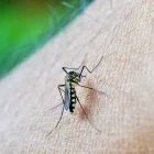 Imatge d'arxiu d'un mosquit sobre la pell