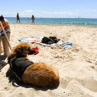 Imatge de la nova platja per a gossos de Torredembarra.