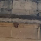 Video del niu de vespes asiàtiques