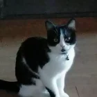 Imatge de la gata desapareguda.