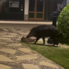 Imatge del porc senglar a Vilafortuny.
