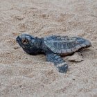 Una de les tortugues nascudes a la Savinosa