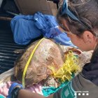 Imatge de la tortuga babaua que ha quedat atrapada en un art de pesca il·legal