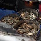 Un operatiu conjunt entre el SEPRONA de Tarragona i Inspectors de Pesca de la Generalitat permet incautar 60 kg de cranc blau sense documentació que en garanteixi la traçabilitat