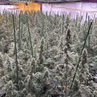 Imatge d'una de les plantacions de marihuana desmantellades a la Ribera d'Ebre.