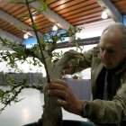 Un home cuida un bonsai en un taller impartit a la 25a Trobada de Bonsais de Tarragona