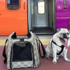 Es permet un gos gran per viatger, amb un màxim de dos gossos grans per tren, en un sol cotxe i sempre en un espai fix de dues places determinades.