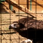 Exemplar de voltor negre amb altres animals al fons dins de la gàbia d'acilmatació per reintroduir-los del parc natural dels Ports.