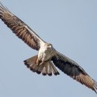 Una àguila cuabarrada.