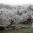 Paisatge gelat a Catalunya.