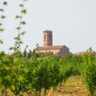 Imagen de viñas con la iglesia de Sant Pere del Rourell de fondo.