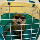 Imatge de la suricata sostreta