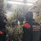 Imatge de la plantació en un xalet de luxe de Salou.