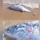 Aparece un atún rojo en la playa de l'Arrabassada de Tarragona.