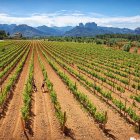 La Terra Alta ha sido reconocida por elaborar el mejor vino blanco de España.