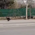 Imagen del pavo paseándose por Tarragona y, aparentemente, siguiendo a una persona.