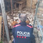 Imatge del gos de Sant Jaume d'Enveja en males condicions