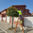 Un membre de la brigada de Reus collint taronges d'un arbre.