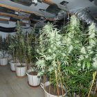 Imatge de la plantació localitzada al xalet de Cala Romana.