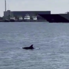 L'aleta d'un dels dofins que ha entrat nedant al Port de Tarragona.