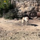Imagen del perro encontrado en malas condiciones en Batea.