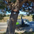 Imatge d'una trampa per a tractar la processionària.