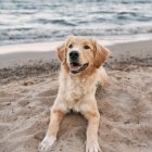 Imatge d'un gos a la platja.