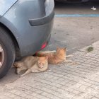 Fotografia d’arxiu de dos gats, descansant sota un cotxe al carrer de Josep Maria Prous i Vila