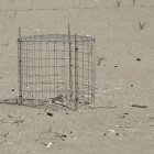 Imatge d’un niu de corriol camanegre a la platja de la Paella.