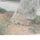 Imatge d'un plataner enverinat al carrer Santa Llúcia de l'Arboç.