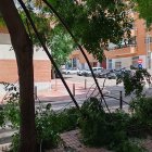 Imatge de l'arbre que ha cedit al carrer Joan Ruiz i Porta.