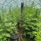 Algunes de les plantes de marihuana feien més d'un metre i mig d'alçada.