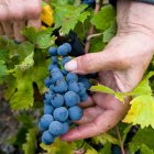 Imatge d’arxiu d’un viticultor collint raïm al Priorat.