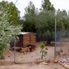 Imatge dels gossos de la protectora d'animals d'Aldover fins on va arribar l'incendi a prop.