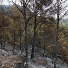 Part calcinada per l'incendi de Paüls a Alfara de Carles.