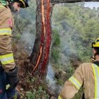 Imatge de l'arbre impactat pel llamp