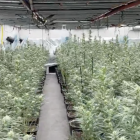 Imatge d'una de les plantacions del grup criminal