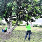 Imatge d’arxiu d’una espigolada de garrofes a Torredembarra, la tardor de l’any passat.