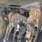 Imatge dels gossos rescatats als Reguers