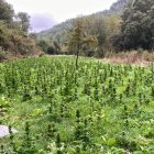 Imatge del cultiu de marihuana desmantellat pels Mossos d'Esquadra a Pontils