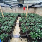 Imatge de la plantació de marihuana desmantellada a Cambrils.