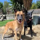 Imagen de Nala, la perra desaparecida en Tarragona.